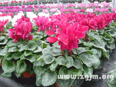 仙客来的花语 仙客来代表什么 仙客来的花语 仙客来代表什么