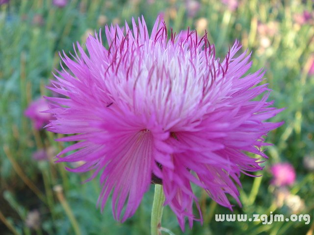 香矢车菊的花语