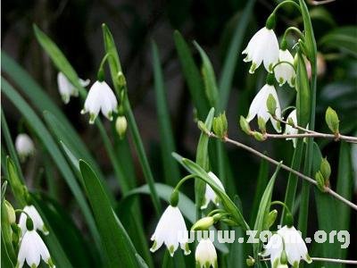 松雪草的花语