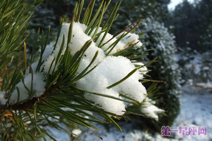 12月14日花语:海岸松,生日花语健门