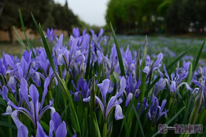 鸢尾花花语：爱的使者