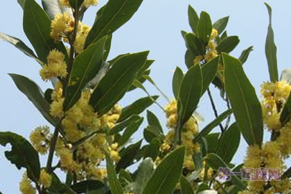 2月1生日花:月桂树,生日花语热情