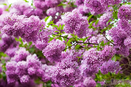 紫丁香的花语是什么