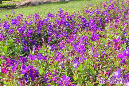 花语传说:野牡丹的花语及传说