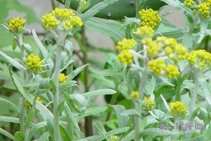 3月2日生日花语:鼠耳草,生日花语敏锐