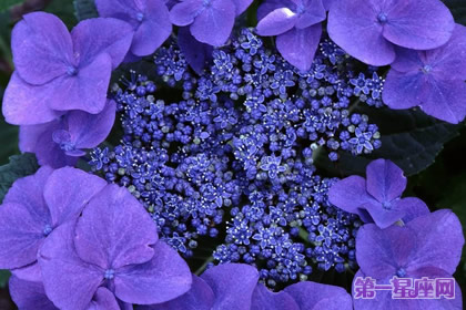 爱情花语:什么花代表不变的爱?