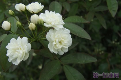 罗马尼亚国花--白蔷薇