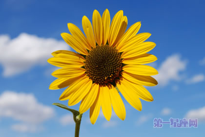 【暗恋花语】什么花代表暗恋?