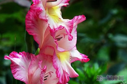 四大切花唐菖蒲的花语是什么?