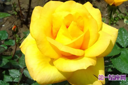 7月5日花语:奥地利石南玫瑰,生日花语起源