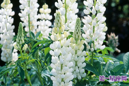 7月14日花语:白色羽扇豆,生日花语多才多艺