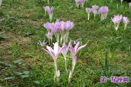 8月6日花语:秋水仙,生日花语单纯