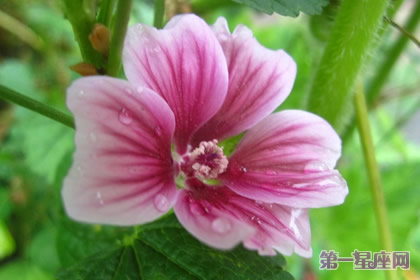 8月29日花语:木剑锦葵,生日花语别撅嘴