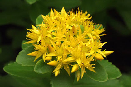 9月2日花语:秋麒麟草,生日花语闪耀