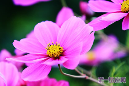 花语:波斯菊,生日花语学术