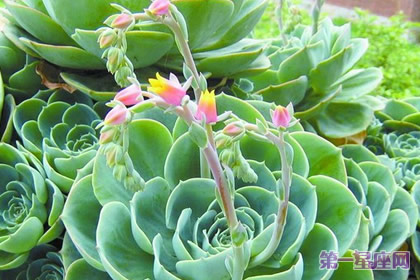 盘点什么花防辐射最好?