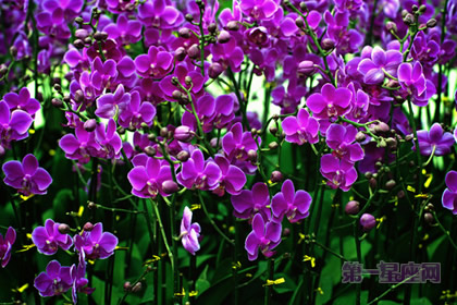 蝴蝶兰花语:教你辨认蝴蝶兰的品种