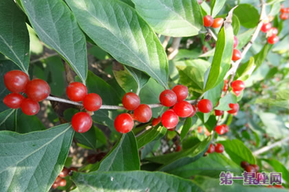 各种花的花语:红豆花语